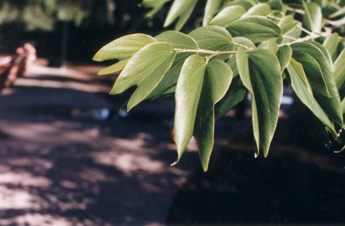 White Butterfly Orchid Tree