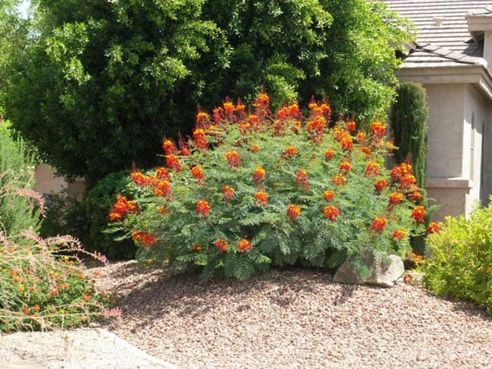 Caesalpinia pulcherrima