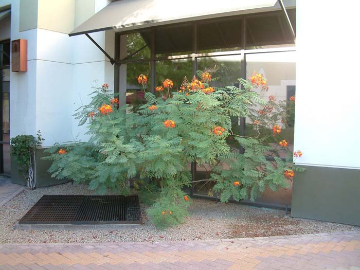 Plant photo of: Caesalpinia pulcherrima