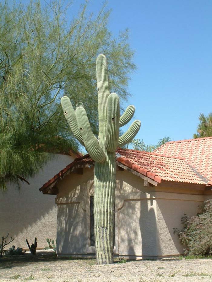 Plant photo of: Carnegiea gigantea