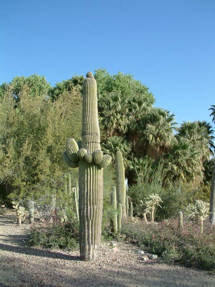 Plant photo of: Carnegiea gigantea