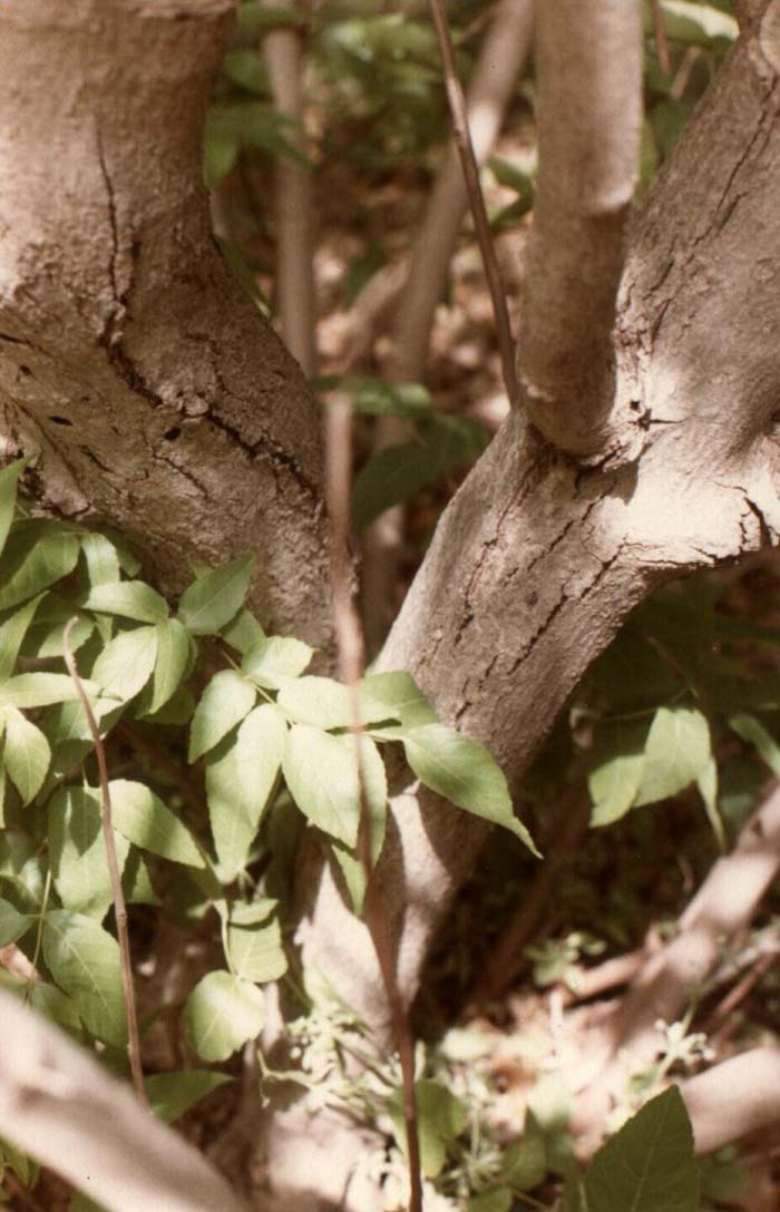 Mexican Buckeye