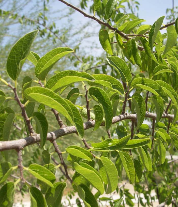 Plant photo of: Celtis reticulata