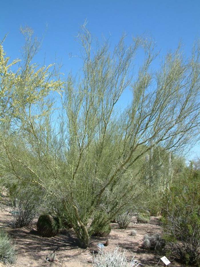 Parkinsonia microphylla