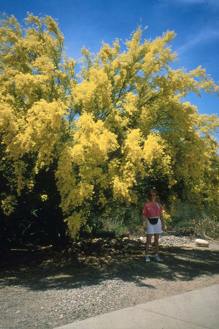 Plant photo of: Parkinsonia microphylla