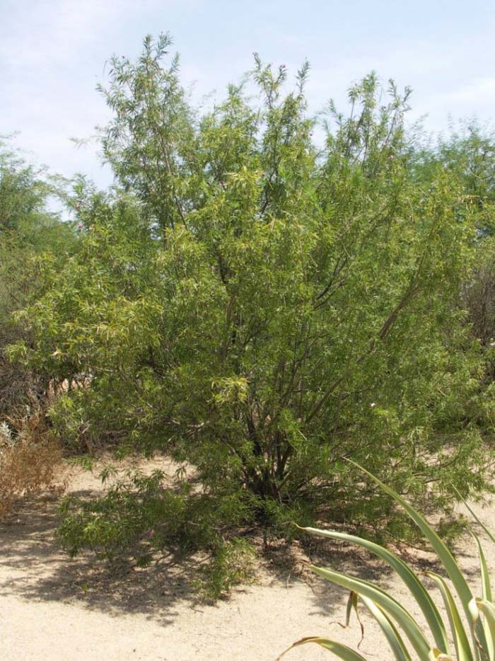 Desert Willow