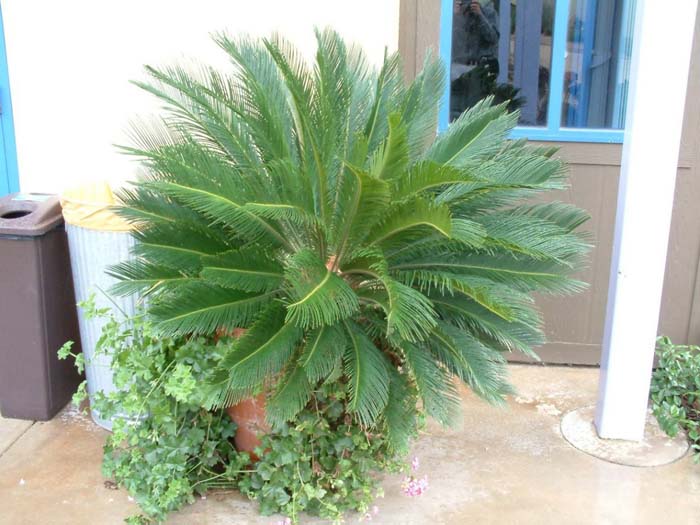 Sago Palm