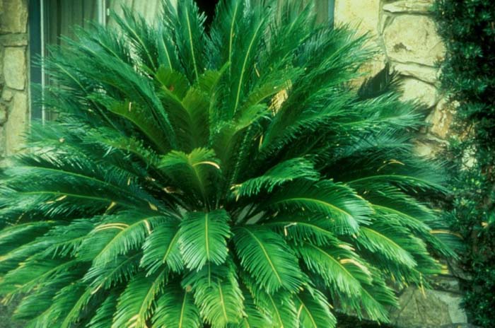 Plant photo of: Cycas revoluta