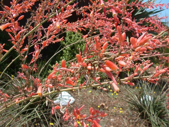 Hesperaloe parviflora