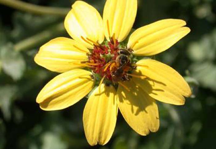 Chocolate Flower