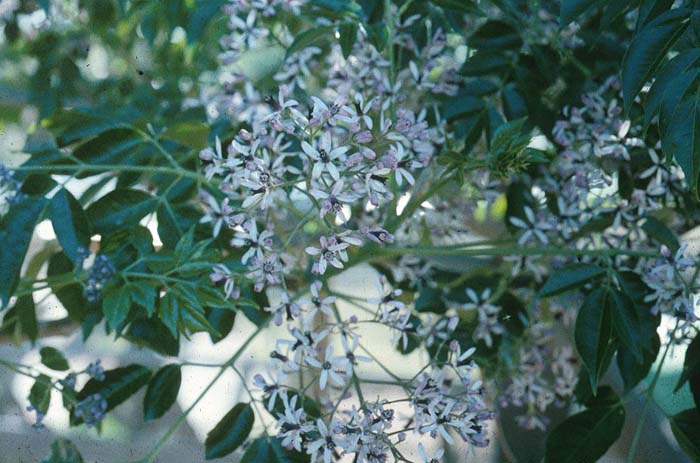 Chinaberry, Paradise Tree