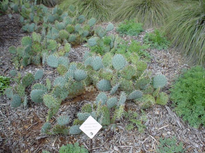 Sprawling Prickly Pear