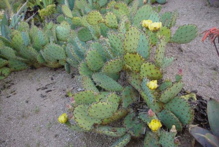 Plant photo of: Opuntia phaeacantha