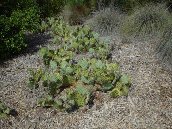 Plant photo of: Opuntia phaeacantha