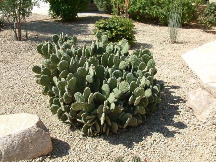 Opuntia microdasys