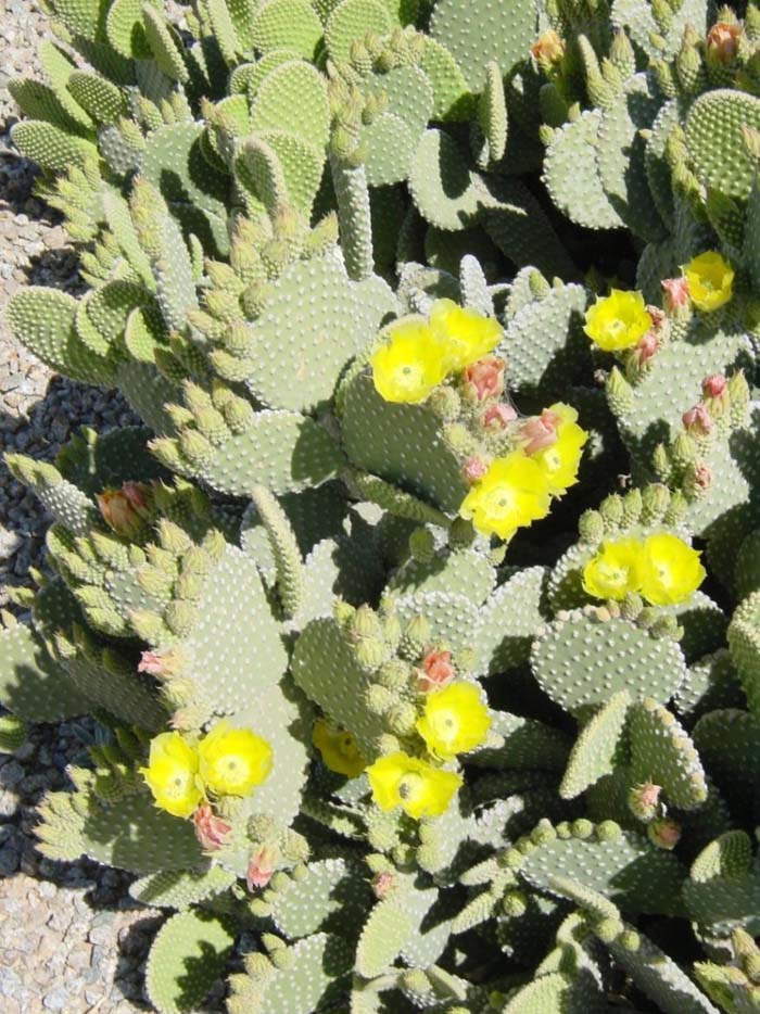 Plant photo of: Opuntia microdasys