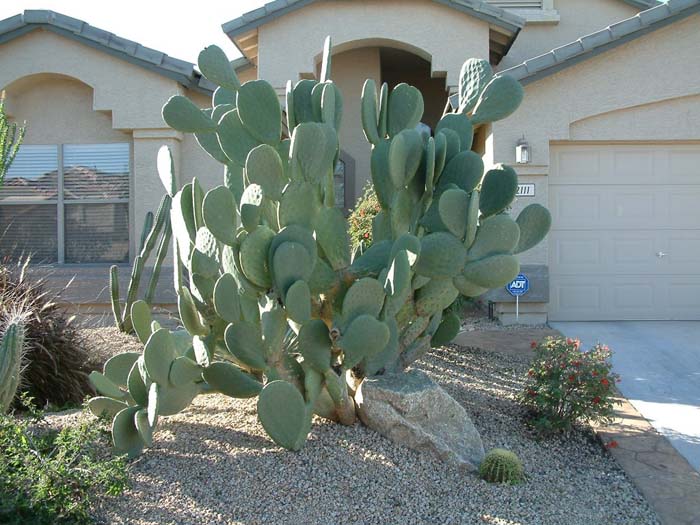 Plant photo of: Opuntia ficus-indica