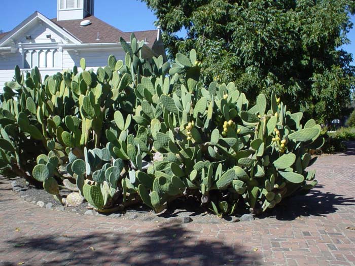Plant photo of: Opuntia ficus-indica
