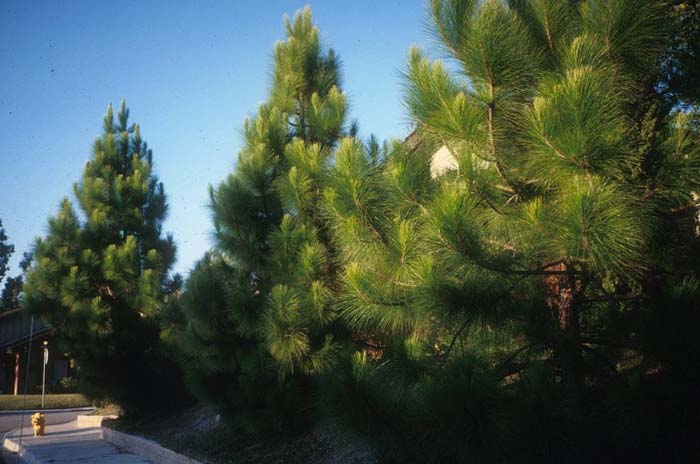 Plant photo of: Pinus roxburghii