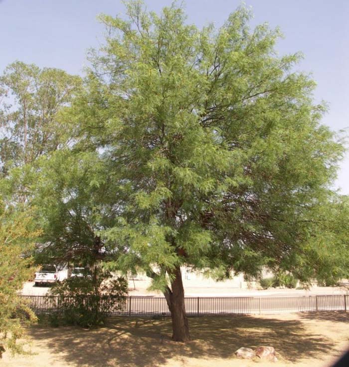 Argentine Mesquite