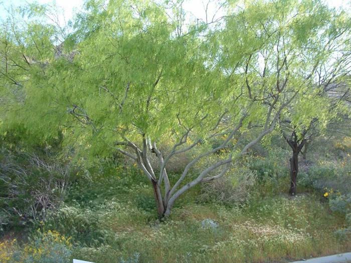 Plant photo of: Prosopis glandulosa