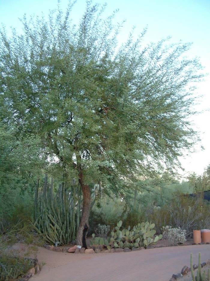 Chilean Mesquite