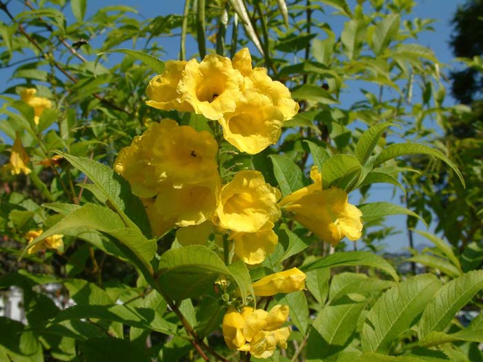 Yellow Bells