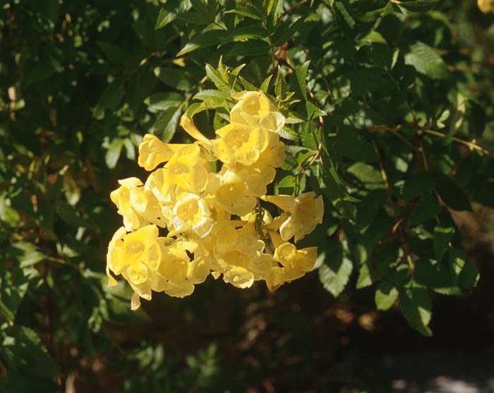 Plant photo of: Tecoma stans v. stans