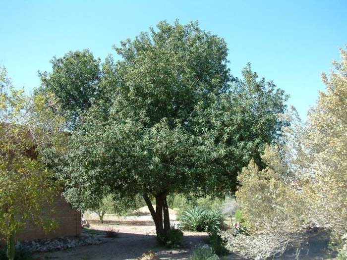 Vauquelinia californica