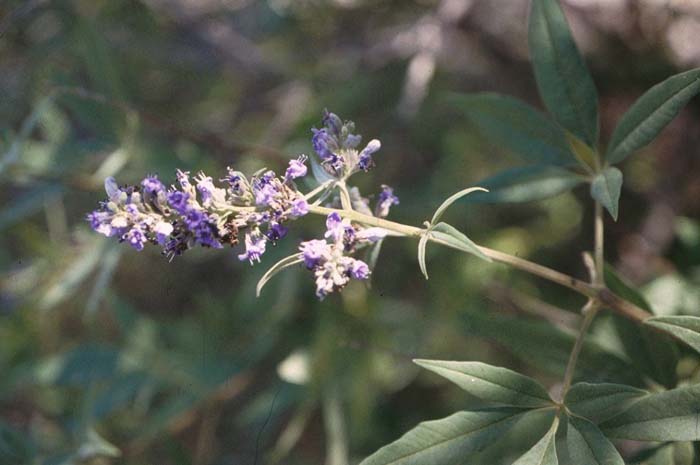 Plant photo of: Vitex agnus-castus