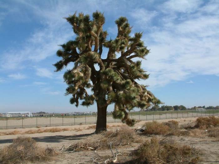 Yucca brevifolia