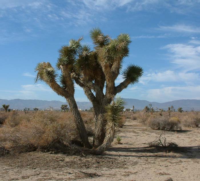 Plant photo of: Yucca brevifolia