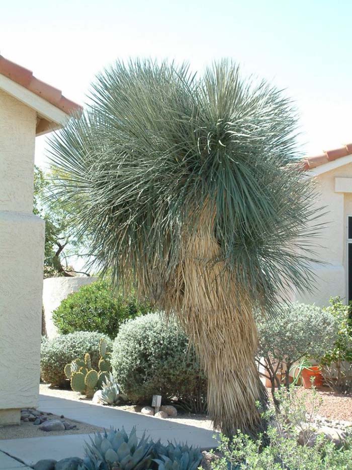 Soaptree Yucca