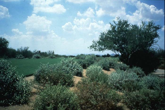 Plant photo of: Ambrosia deltoidea