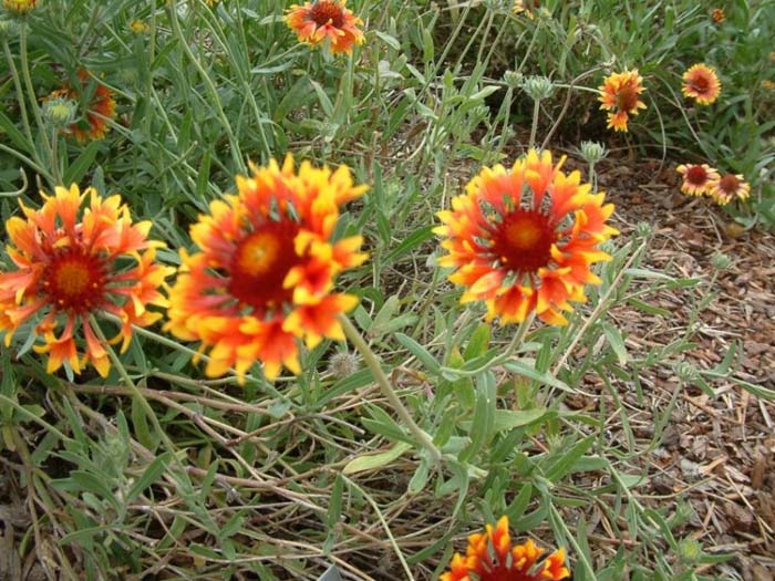 Gaillardia aristata