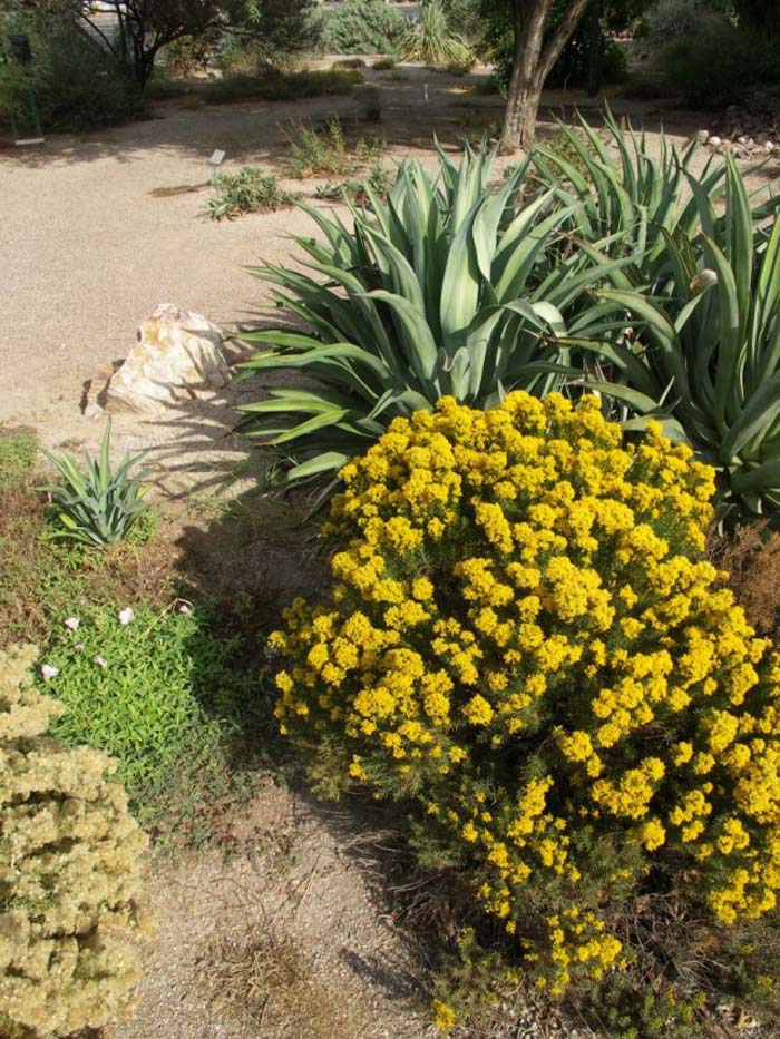 Plant photo of: Ericameria laricifolia