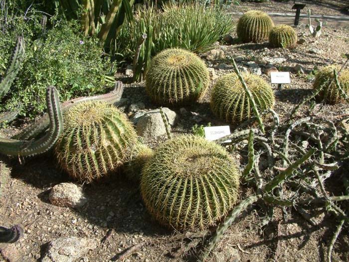 Echinocactus grusonii