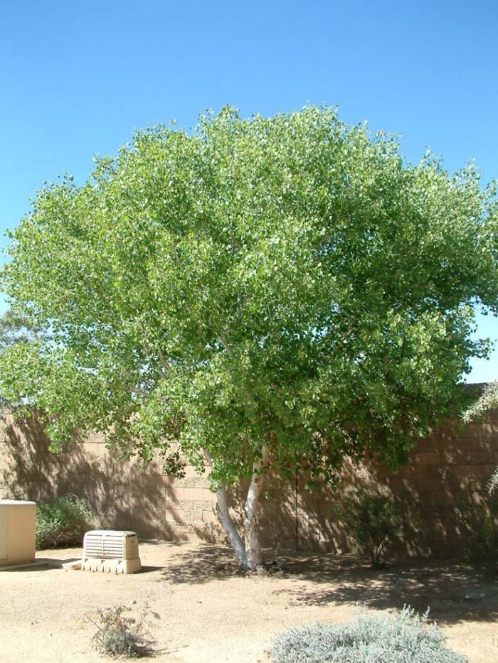Plant photo of: Dalbergia sissoo