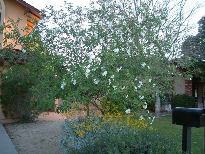 Cordia boissieri