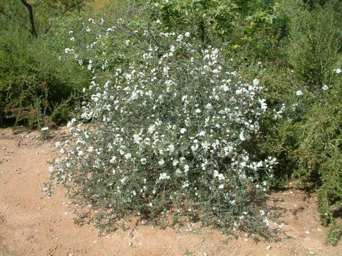 Cordia parvifolia