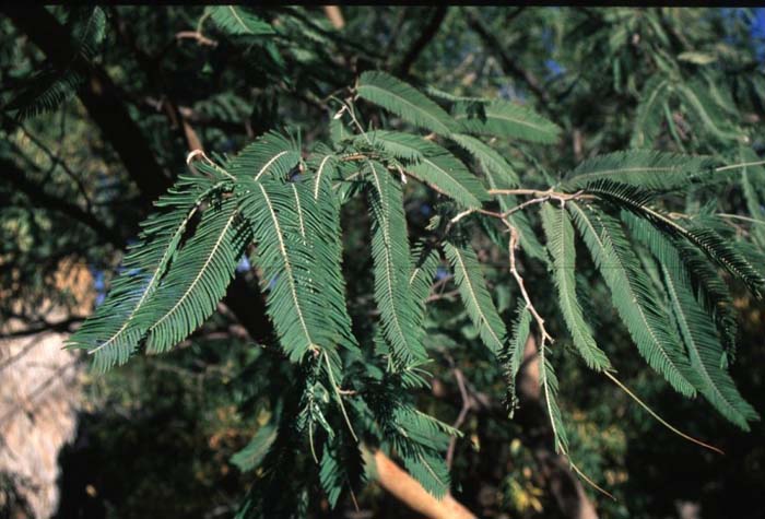 Acacia pennatula