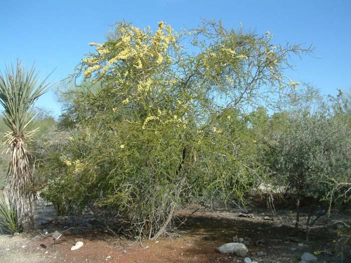 Blackbrush Acacia