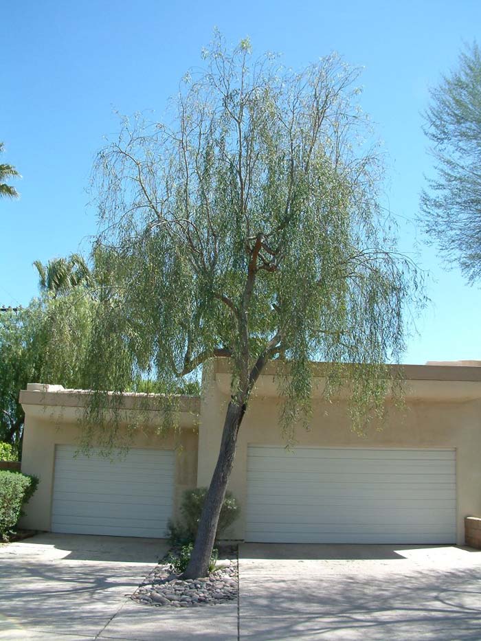 Plant photo of: Acacia salicina