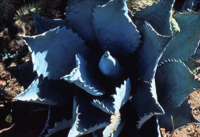 Agave colorata