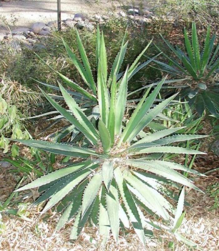 Agave lophantha