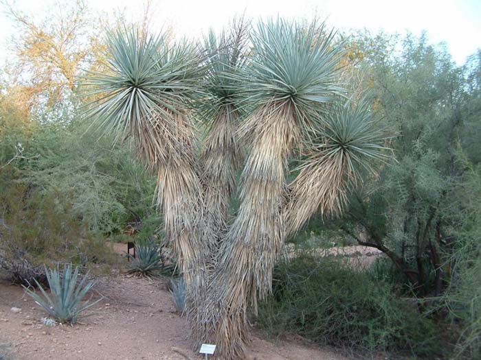 Blue Yucca