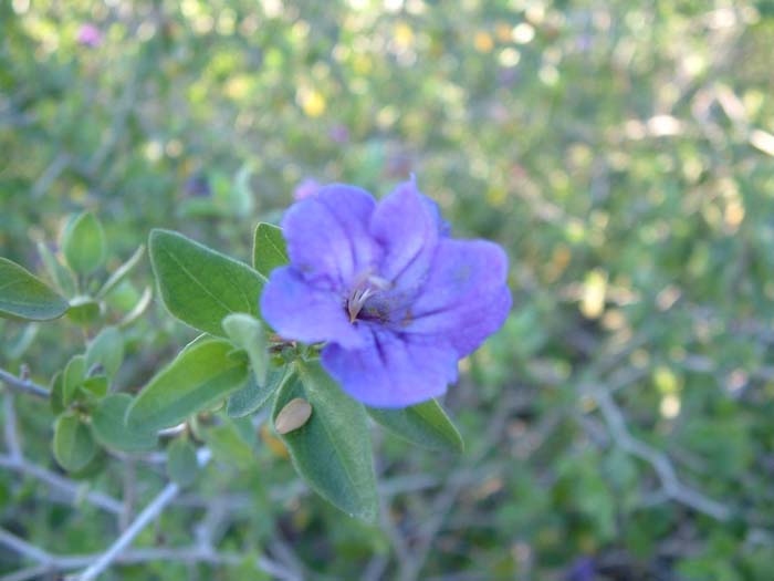 Plant photo of: Ruellia peninsularis