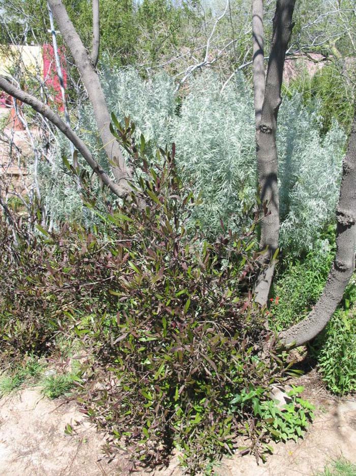 Plant photo of: Dodonaea viscosa 'Purpurea'