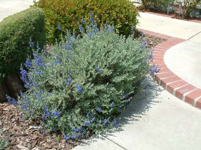 Mexican Blue Sage