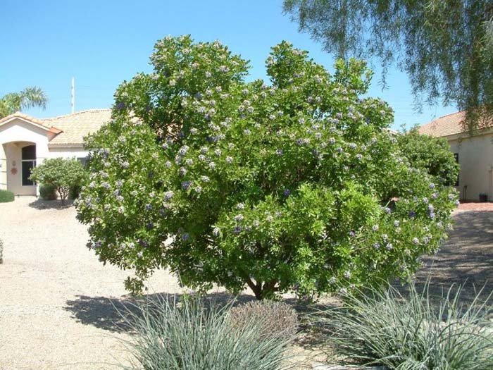 Sophora secundiflora